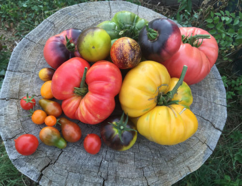 Heirloom Tomato Farms